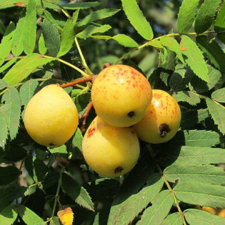 Jarząb domowy Sorbus domestica