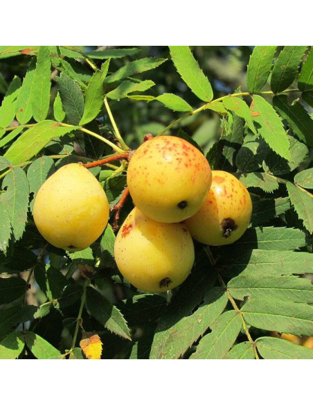 Jarząb domowy Sorbus domestica
