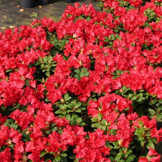 Różanecznik Baden-Baden Rhododendron