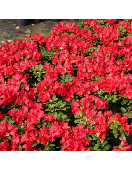 Różanecznik Baden-Baden Rhododendron