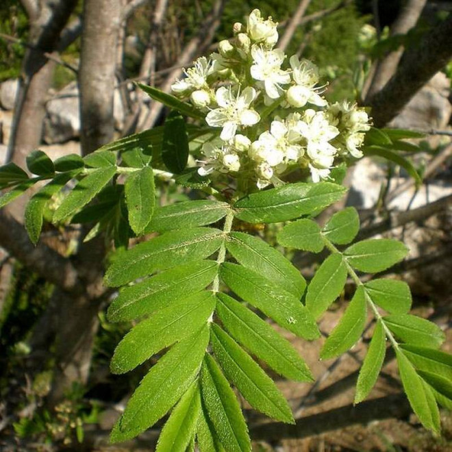 Sorbus domestica Jarząb domowy