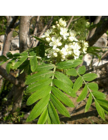 Sorbus domestica Jarząb domowy