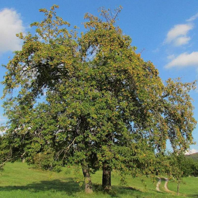 Domowy jarząb Sorbus domestica