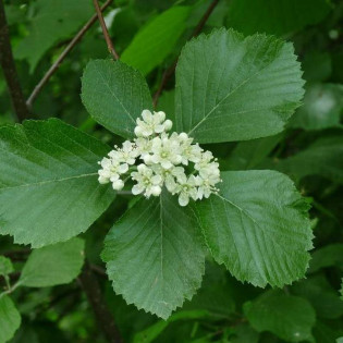 Sorbus hupehensis Jarząb hubejski