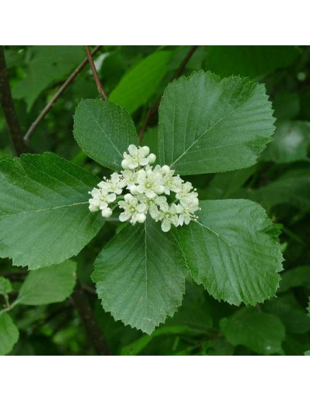 Sorbus hupehensis Jarząb hubejski