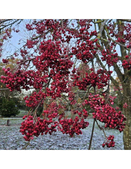 Jarząb hubejski Sorbus hupehensis