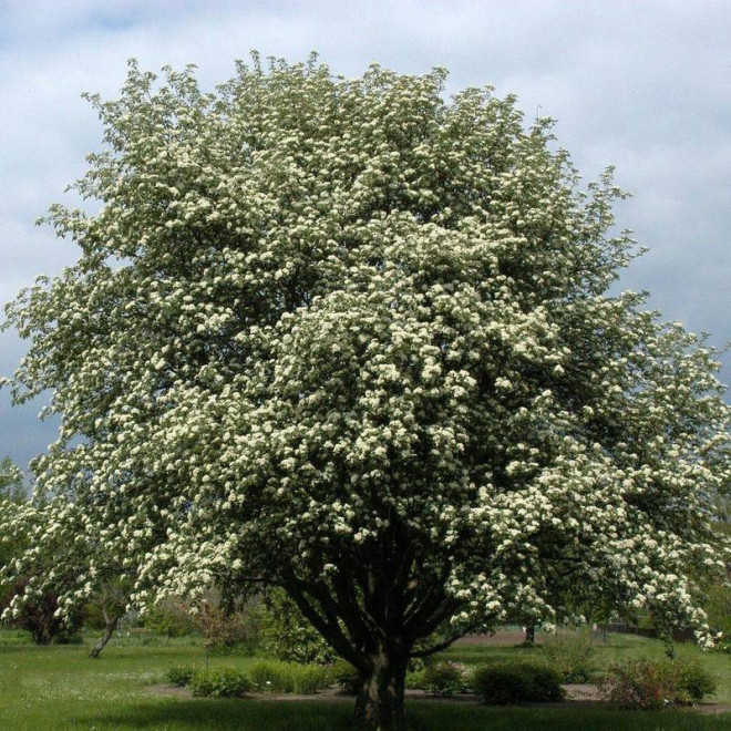 Hubejski jarząb Sorbus hupehensis