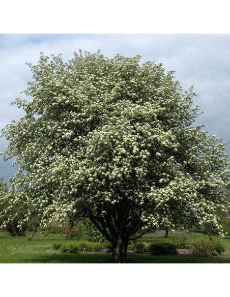 Hubejski jarząb Sorbus hupehensis