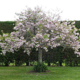 Shimidsu Sakura Prunus serrulata Wiśnia piłkowana