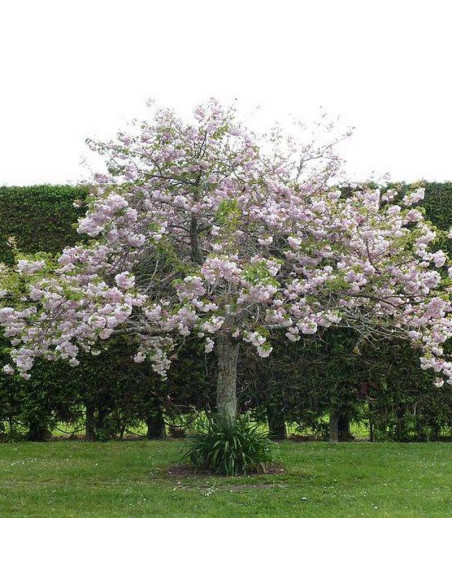 Shimidsu Sakura Prunus serrulata Wiśnia piłkowana