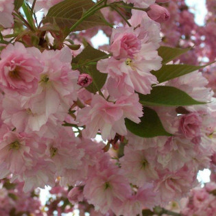 Shimidsu Sakura Prunus serrulata Wiśnia piłkowana 2