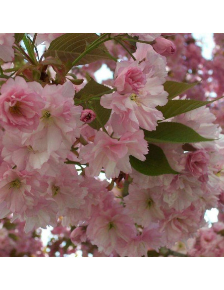 Wiśnia piłkowana Shimidsu Sakura Prunus serrulata