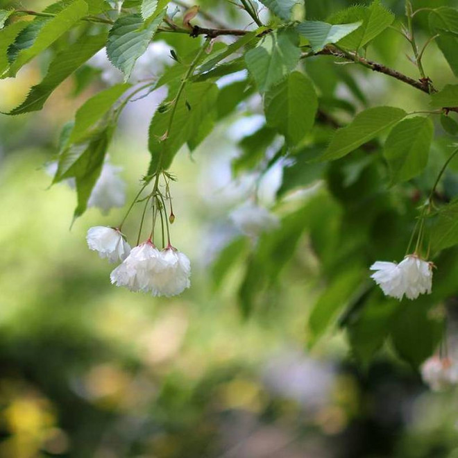 Wiśnia piłkowana Prunus serrulata Shimidsu Sakura