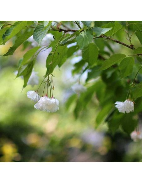Wiśnia piłkowana Prunus serrulata Shimidsu Sakura