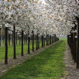 Wiśnia piłkowana Taihaku Prunus serrulata
