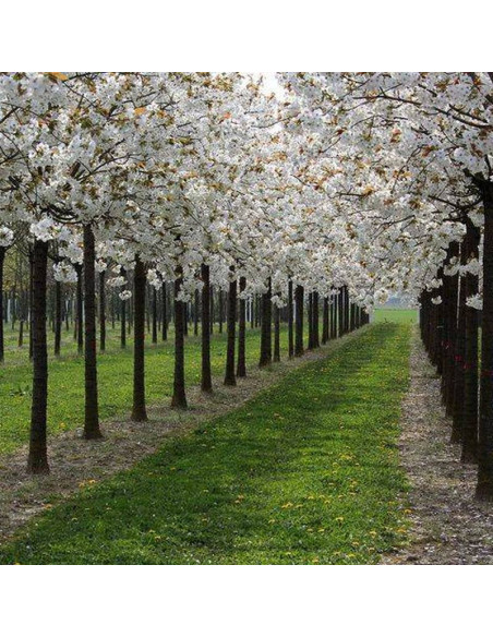 Wiśnia piłkowana Taihaku Prunus serrulata