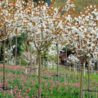 Wiśnia piłkowana Taihaku Prunus serrulata 2