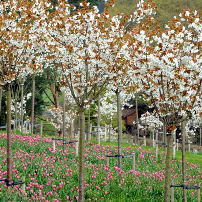 Taihaku Prunus serrulata Wiśnia piłkowana