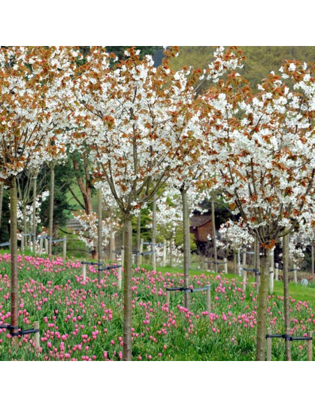 Taihaku Prunus serrulata Wiśnia piłkowana