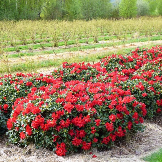 Rhododendron Różanecznik Baden-Baden