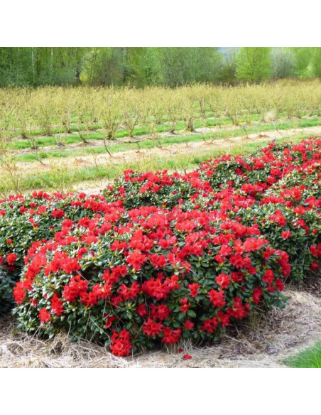 Rhododendron Różanecznik Baden-Baden