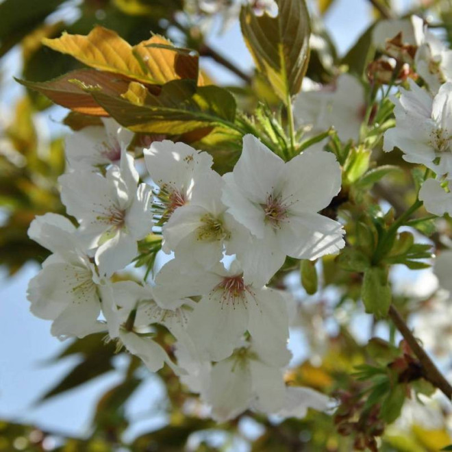 Wiśnia piłkowana Prunus serrulata Taihaku