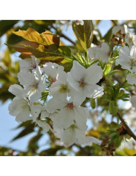 Wiśnia piłkowana Prunus serrulata Taihaku