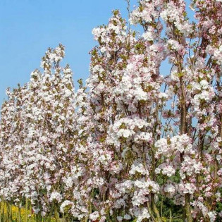 Amanogawa Prunus serrulata Wiśnia piłkowana
