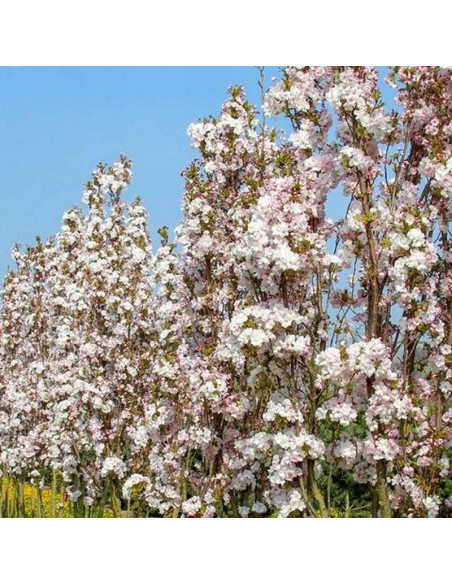 Amanogawa Prunus serrulata Wiśnia piłkowana