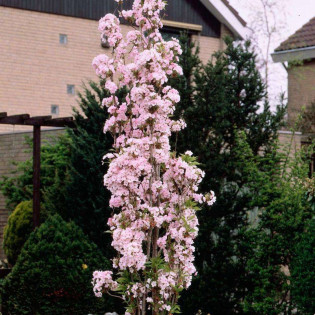 Amanogawa Prunus serrulata Wiśnia piłkowana 2