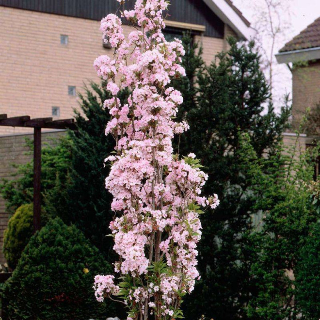 Wiśnia piłkowana Amanogawa Prunus serrulata