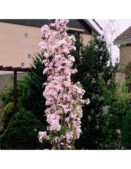 Wiśnia piłkowana Amanogawa Prunus serrulata