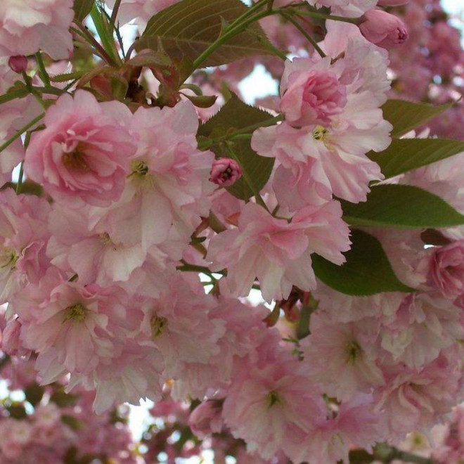 Wiśnia piłkowana Prunus serrulata Amanogawa