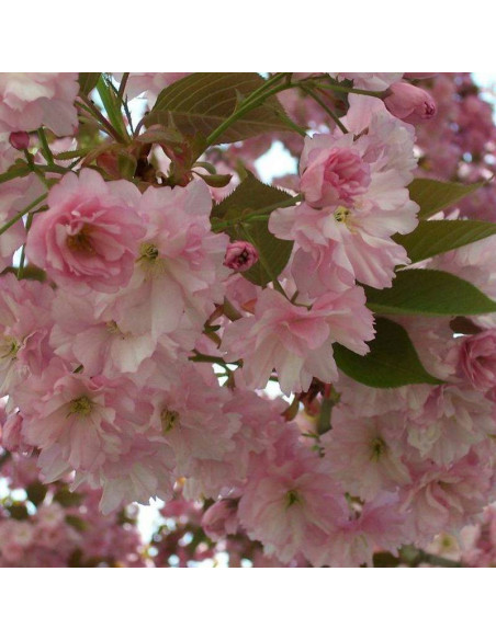 Wiśnia piłkowana Prunus serrulata Amanogawa