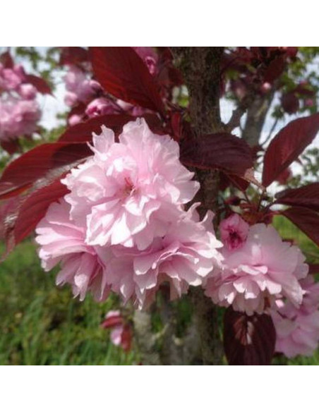 Wiśnia piłkowana Royal Burgundy Prunus serrulata