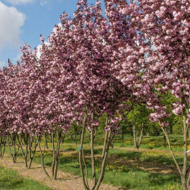 Royal Burgundy Prunus serrulata Wiśnia piłkowana