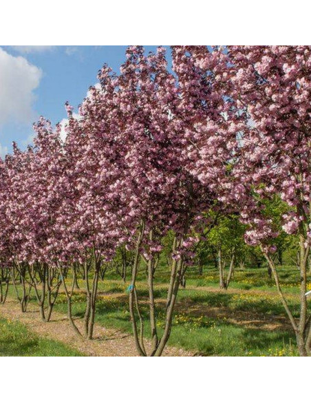 Royal Burgundy Prunus serrulata Wiśnia piłkowana