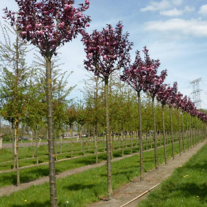 Wiśnia piłkowana Prunus serrulata Royal Burgundy