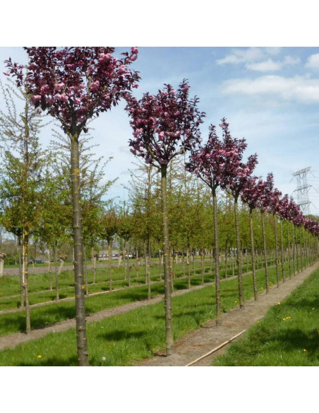 Wiśnia piłkowana Prunus serrulata Royal Burgundy