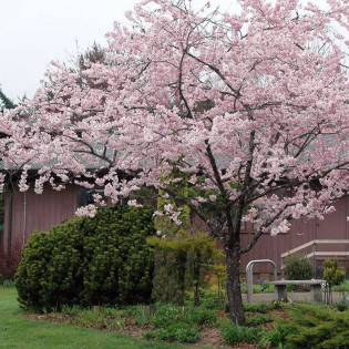 Wiśnia różowa Accolade Prunus subhirtella