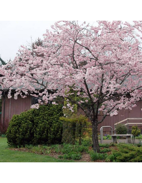 Wiśnia różowa Accolade Prunus subhirtella