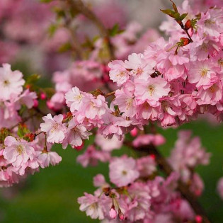Wiśnia różowa Accolade Prunus subhirtella 2
