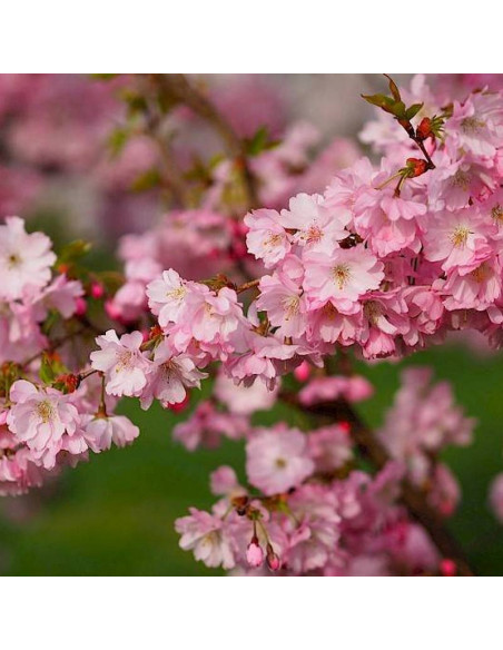Accolade Prunus subhirtella Wiśnia różowa