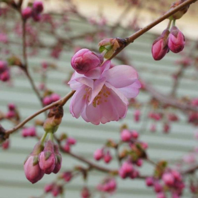 Wiśnia różowa Prunus subhirtella Accolade