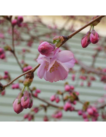 Wiśnia różowa Prunus subhirtella Accolade