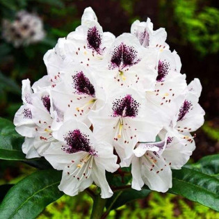 Różanecznik Calsap Rhododendron