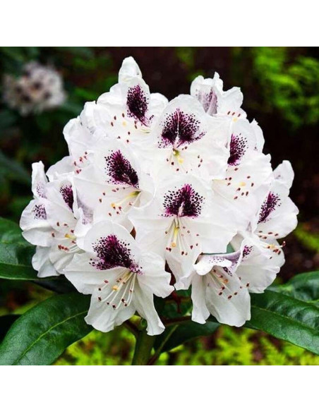 Różanecznik Calsap Rhododendron
