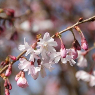 Wiśnia różowa Prunus x subhirtella