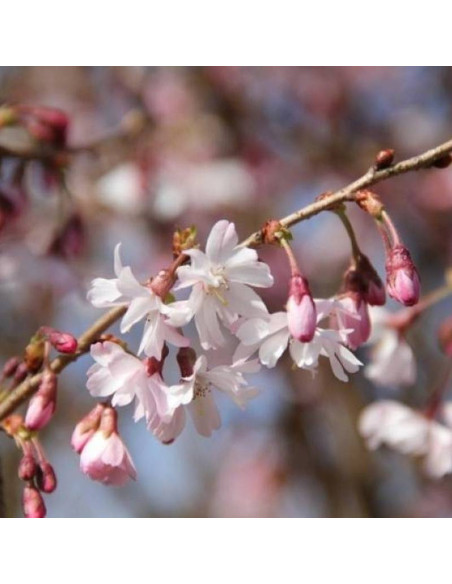 Wiśnia różowa Prunus x subhirtella