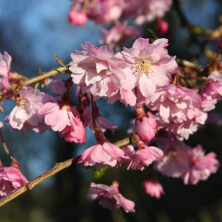Wiśnia różowa Prunus x subhirtella 2
